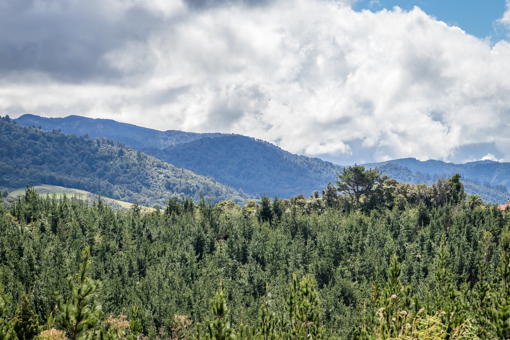 The mountain bike trails at Waitekohekohe Recreational Park sit within an existing pine forest. Photo / Kelly O’Hara