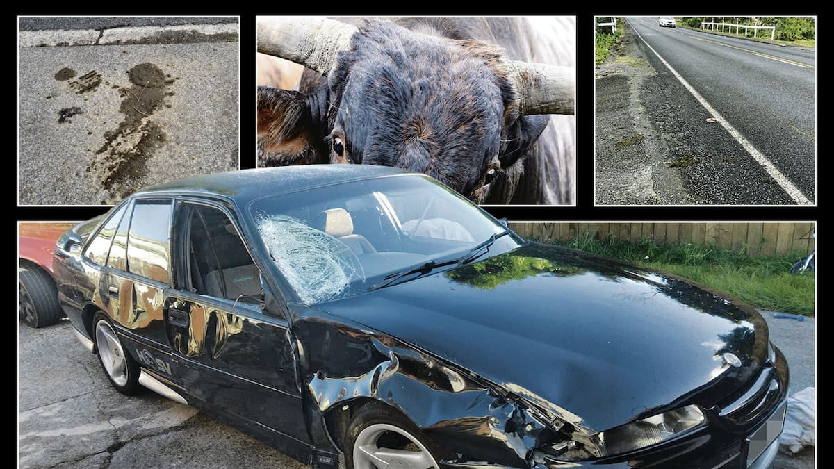 Cattle a ‘wicked’ hazard: Motorist ‘mind-boggled’ no one held to account Cattle a ‘wicked’ hazard: Motorist ‘mind-boggled’ no one held to account