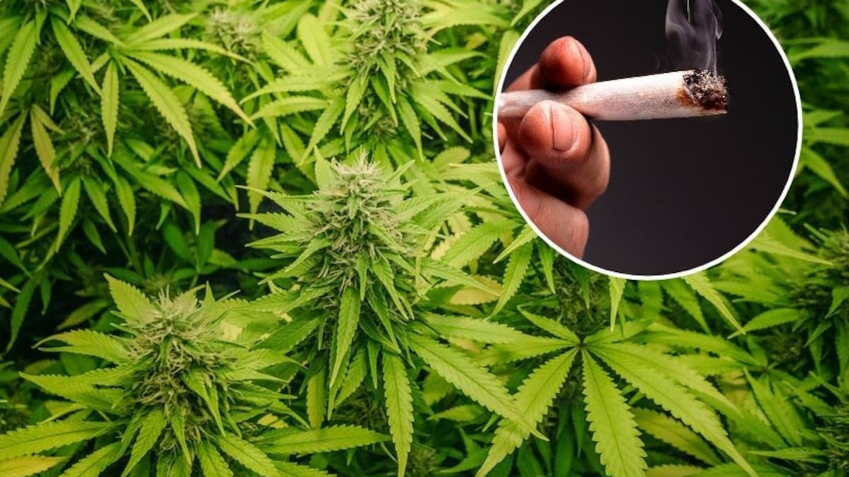 Study builds on genetic research into cannabis use, as policymakers grapple with drug’s popularity
