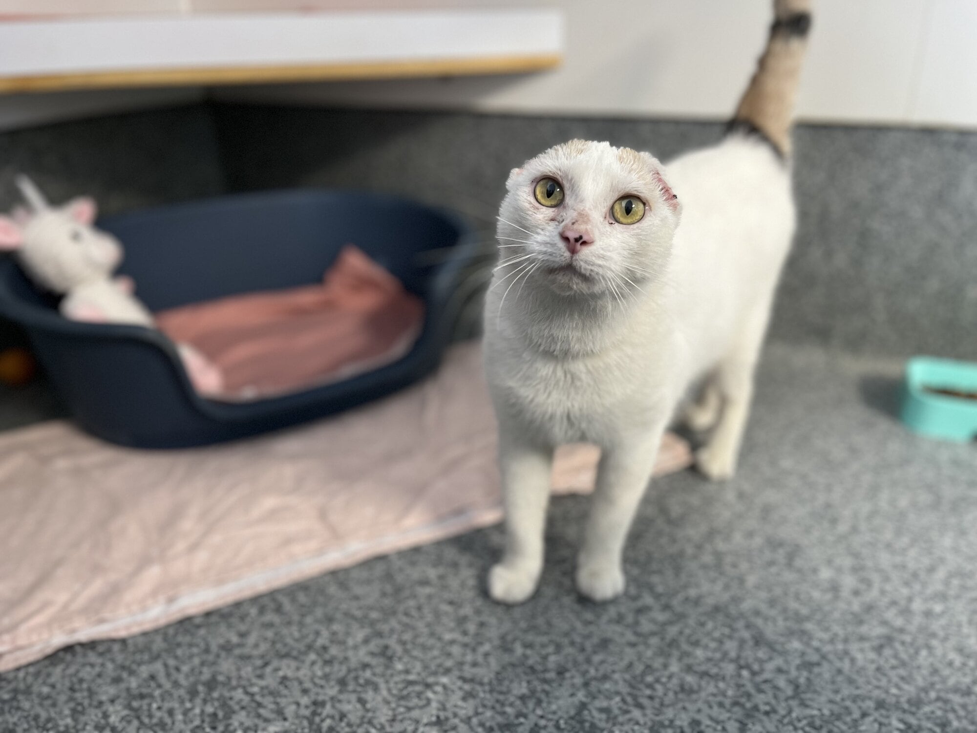  Tilly is looking for an indoors-only home. Photo / Supplied