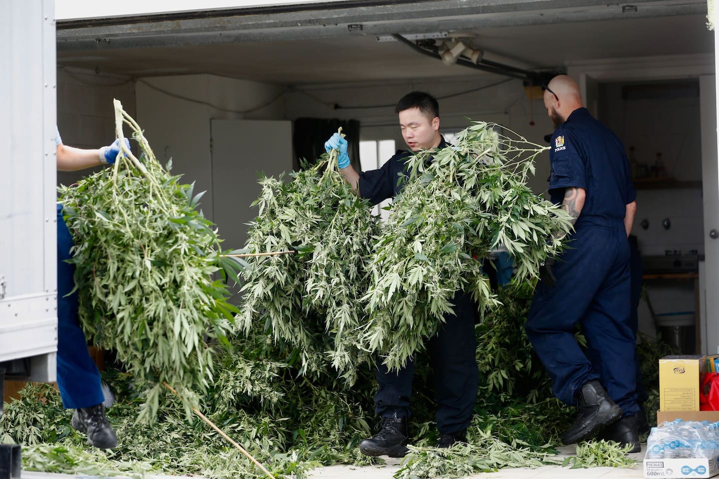Police seize plants after raiding a commercial cannabis operation at two locations in Ōrākei. Photo / Dean Purcell