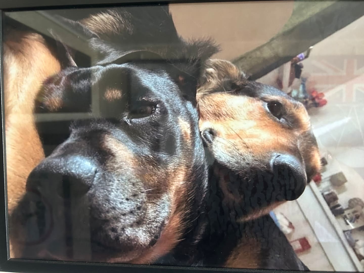 Graeme Yianakis's pups, Bella and Pereus. Photo / Supplied