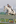 HBT140824-26 Larissa Thoroughgood on Kilamanjaro pictured during the NZ Horse & Pony Magazine Junior & Adult Rider Equitation Champiomship Non series class 1.00m max. Photographer: Glenn Taylor