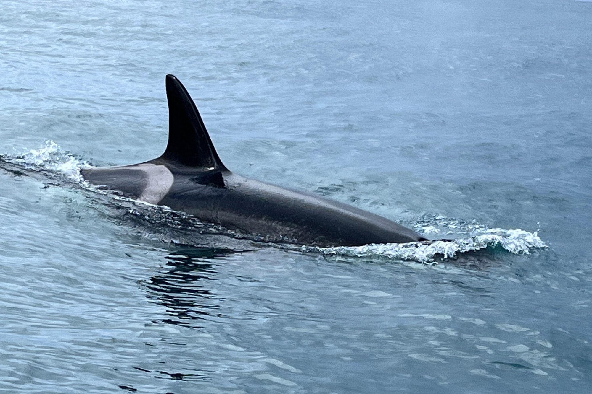One of the juvenile orca, just metres from Murphy's jetski. Photo / Greg Murphy