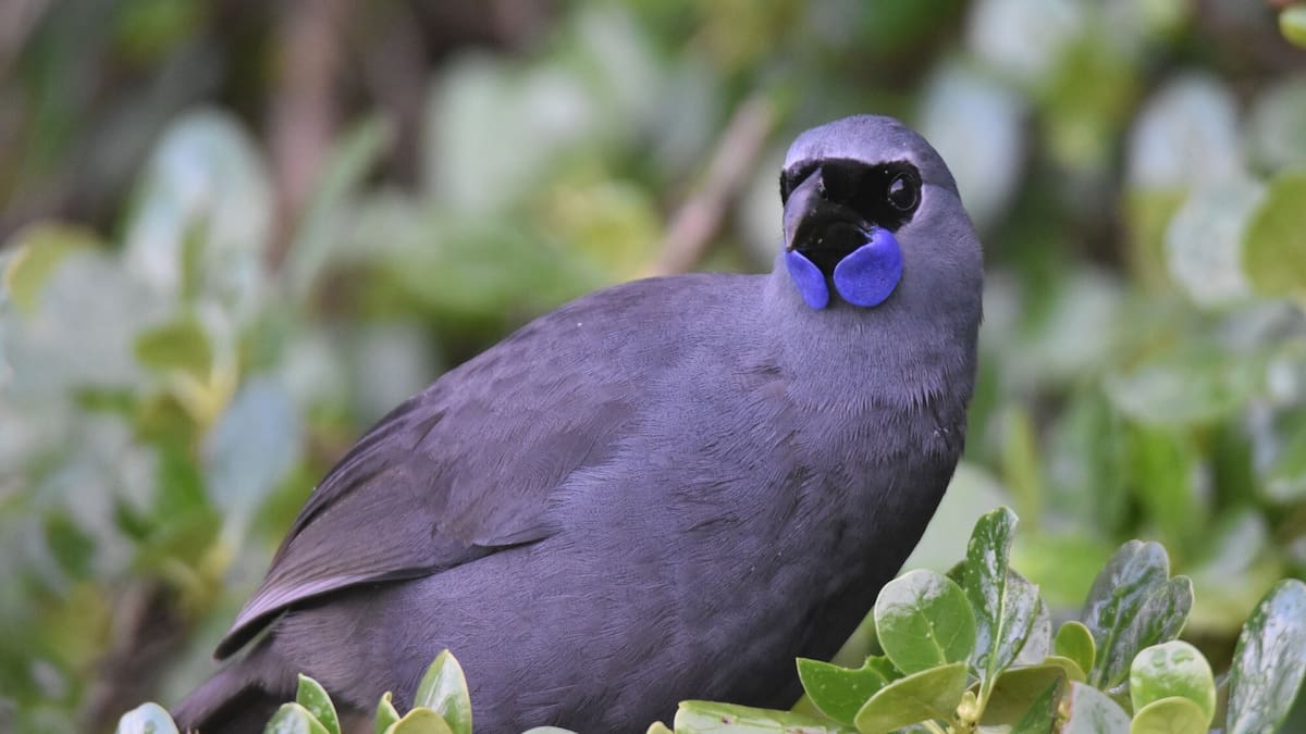 Zero rats detected: Iwi-led conservation project delivers win for kōkako Zero rats detected: Iwi-led conservation project delivers win for kōkako