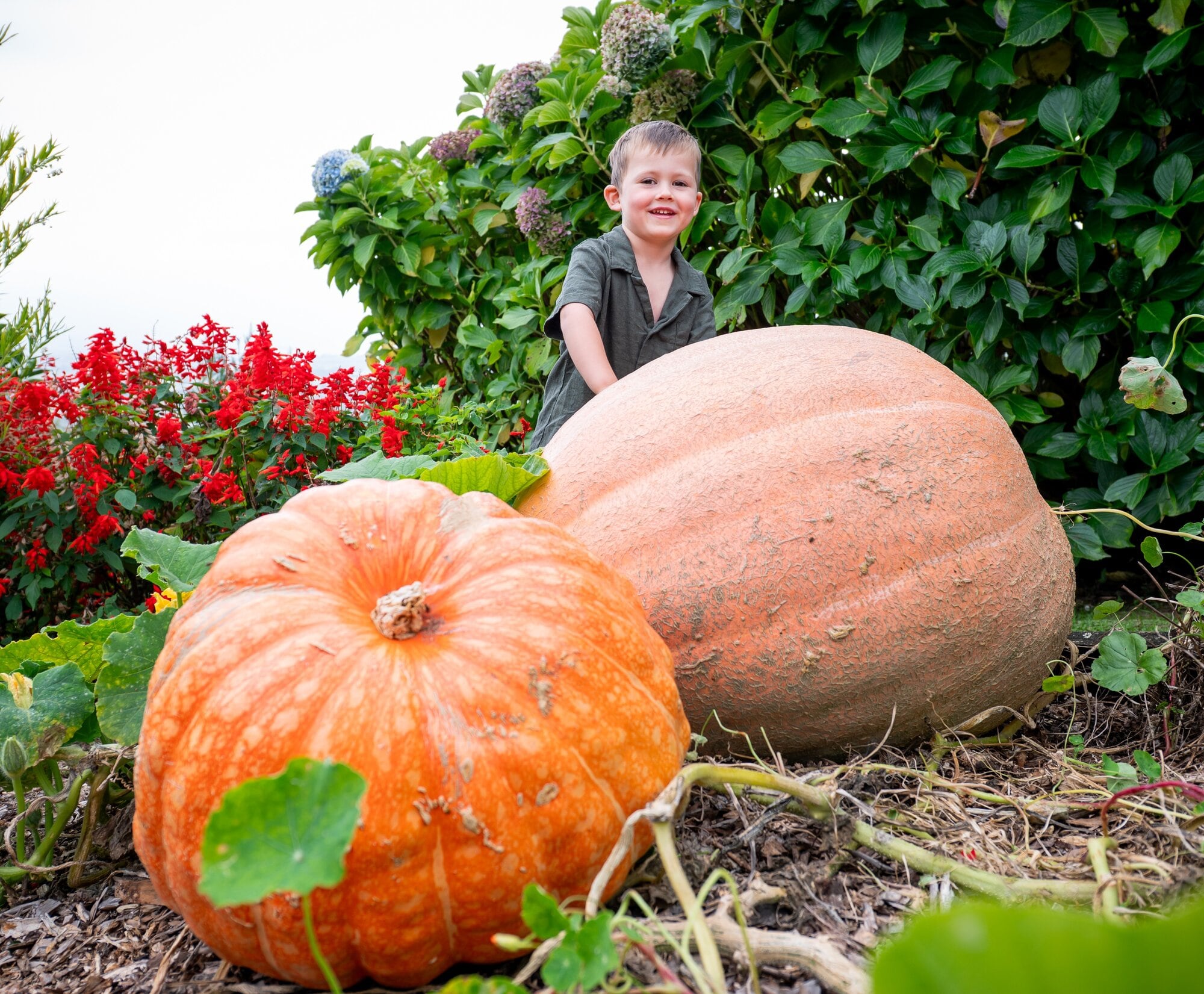 Gus (3)  Funnell  Gus Funnell, among his grandmother’s giant pumpkins at her Minden home vegie patch. Photo / Brydie Thompson