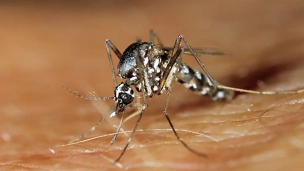 Dengue cases surge in Pacific, highest since 2016 says WHO