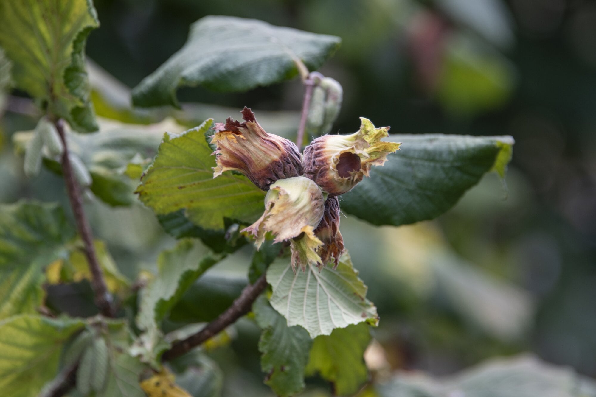  Hazelnuts almost ready to fall to the ground. Photo / Catherine Fry