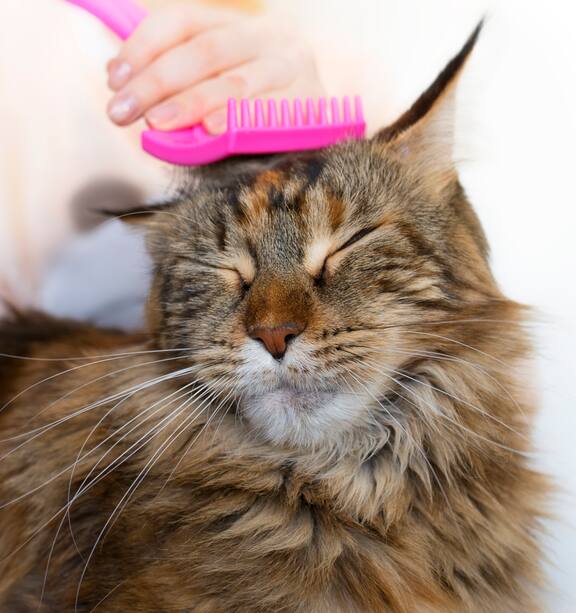 How to Groom Your Cat: Expert Tips for a Shiny Coat