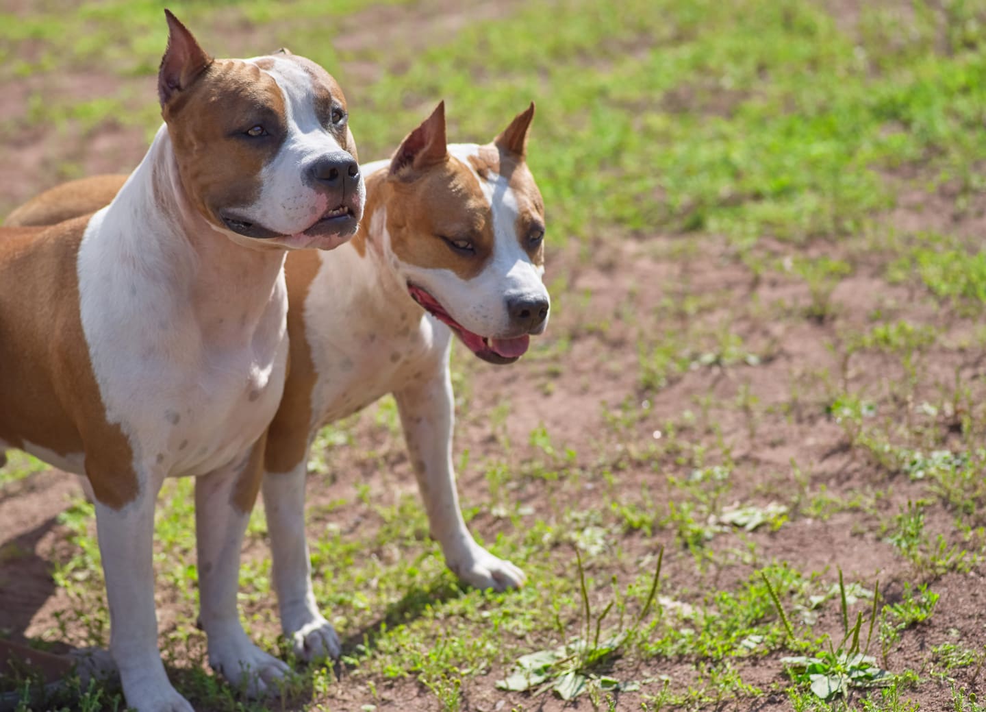 Pig dogs that mauled a woman in her 60s were not registered. This photo is a stock image.