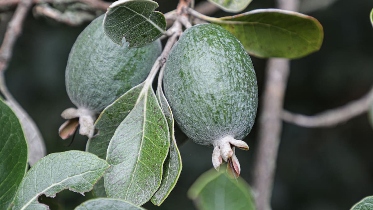 ‘Short and sharp’: Early feijoa harvest hits Gisborne, Hawke’s Bay ‘Short and sharp’: Early feijoa harvest hits Gisborne, Hawke’s Bay