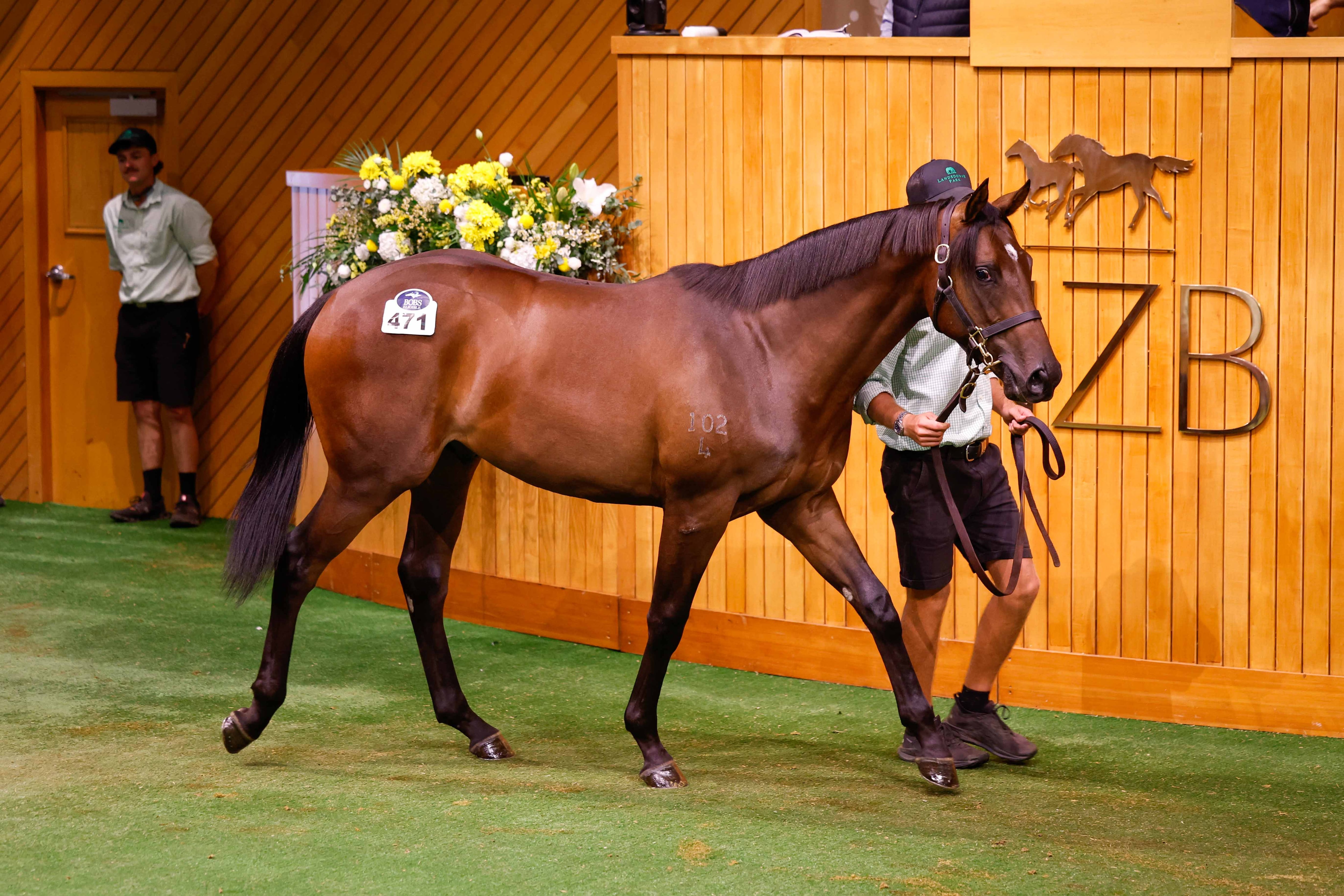 Proud moment for Landsdowne Park with $950,000 Karaka colt - NZ Herald