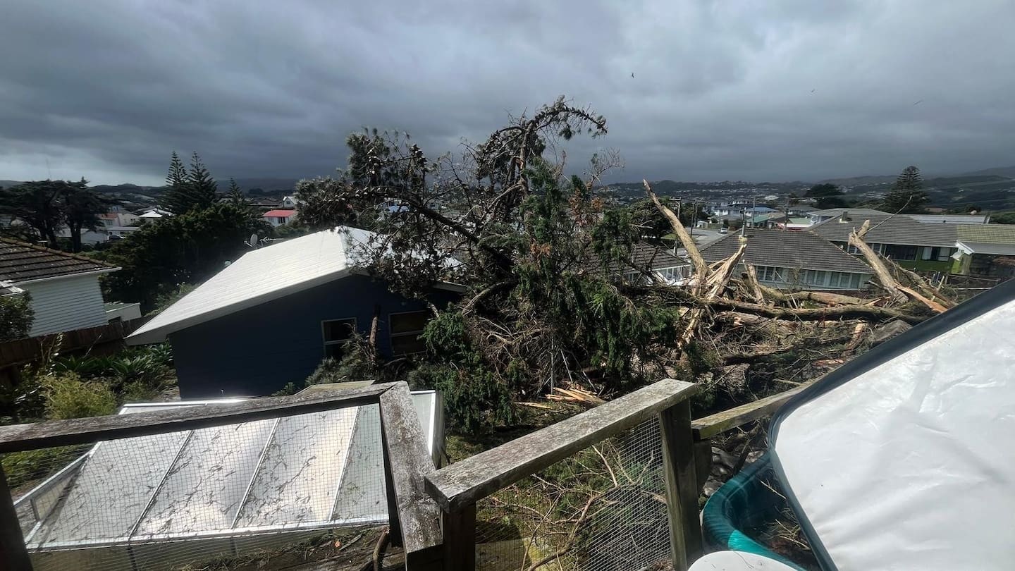 A large pine tree which crashed into Holmes' home and broke some windows.