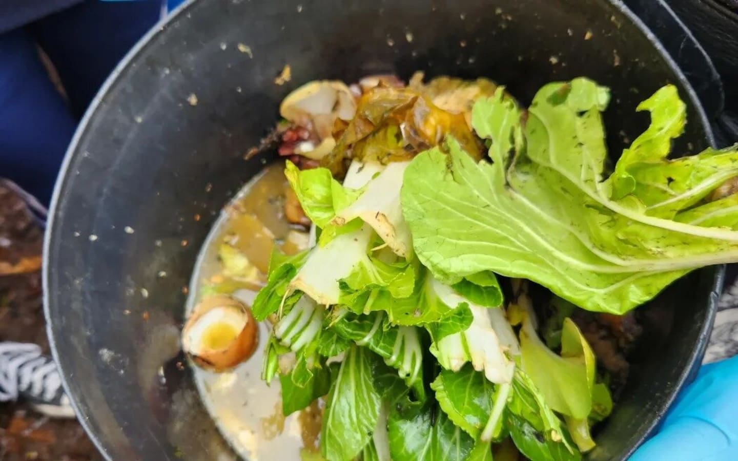 The City to Farm project, run by Hibiscus Coast Zero Waste, collects food scraps from 25 centres - retirement villages, schools, kindies, restaurants and cafes - to be turned into compost for soil improvement on farms nearby. Photo / RNZ, Sally Round