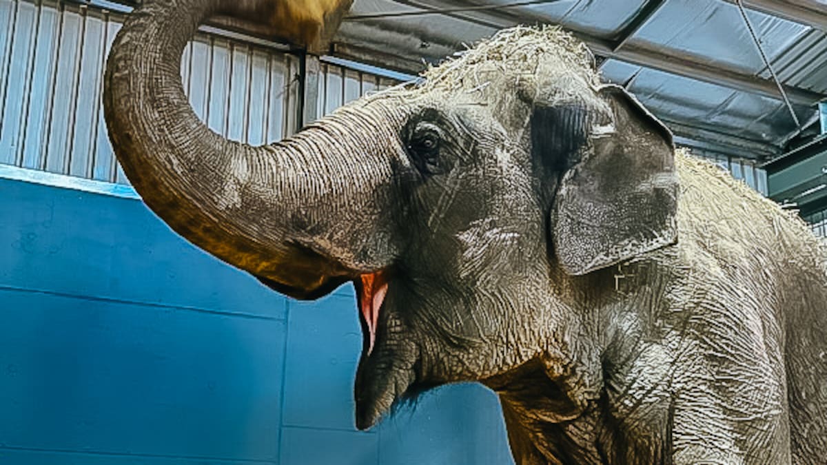‘Bittersweet’: Auckland’s only elephant arrives safely at new home in Australia ‘Bittersweet’: Auckland’s only elephant arrives safely at new home in Australia