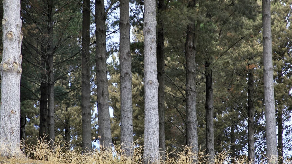 Fourth Hawke’s Bay farm in five months sold to overseas buyers for forestry