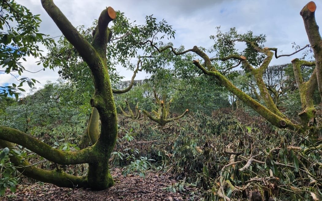 Tim has undertaken a severe pruning programme on the overgrown trees to improve production and lower harvesting costs. Photo / RNZ, Sally Round