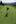 Singh Digvijay from India, plays a ball during the 2nd round of the Omega European Masters. Photo / AP