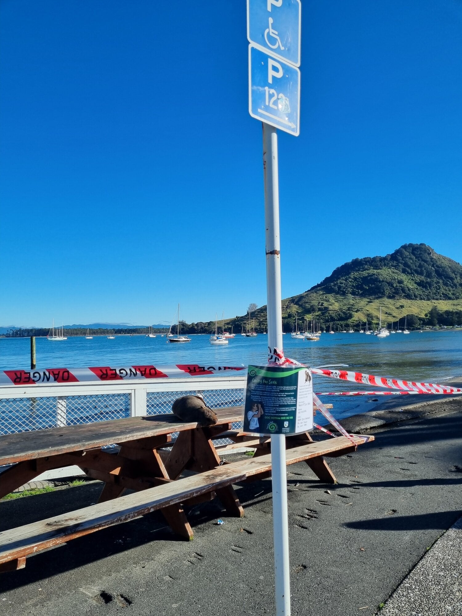 A fur seal on a picnic table at Salisbury Wharf, Mount Maunganui, in 2024. Photo / Sarah-Lyn Wilson / DoC