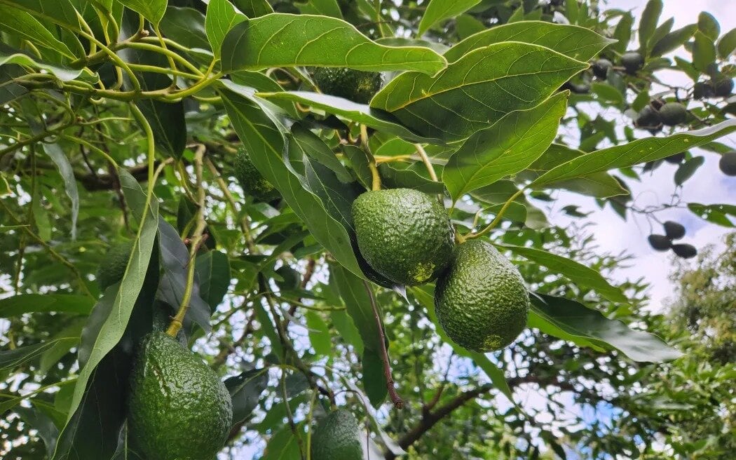 The couple grow mostly the Hass variety on their picturesque 3.4ha orchard. Photo / RNZ, Sally Round