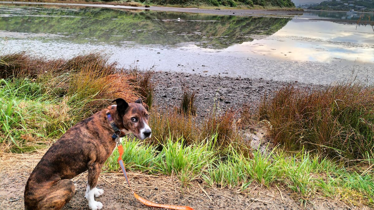 DoC rangers advise being wildlife wise with dogs - NZ Herald
