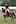 Jayna Dinneen, Auckland, on Sansibar, owned by Renai Hart, Auckland, winner, Riding Horse of the Year - Horse of the Year, HOY, at Hawke's Bay Showgrounds, Hastings, in wet rainy weather.