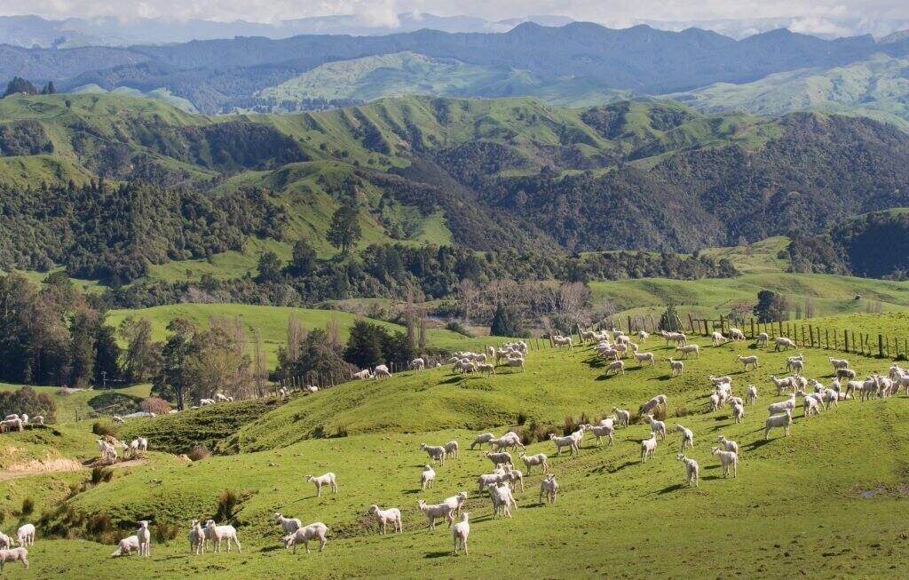 Gisborne / Wairoa Hill Country Farmer of the Year competition returns