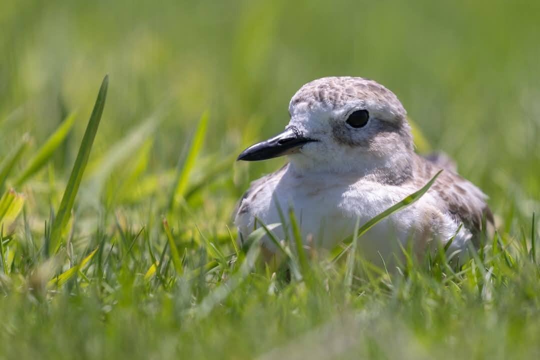 A nesting dotterel. Photo / Supplied.