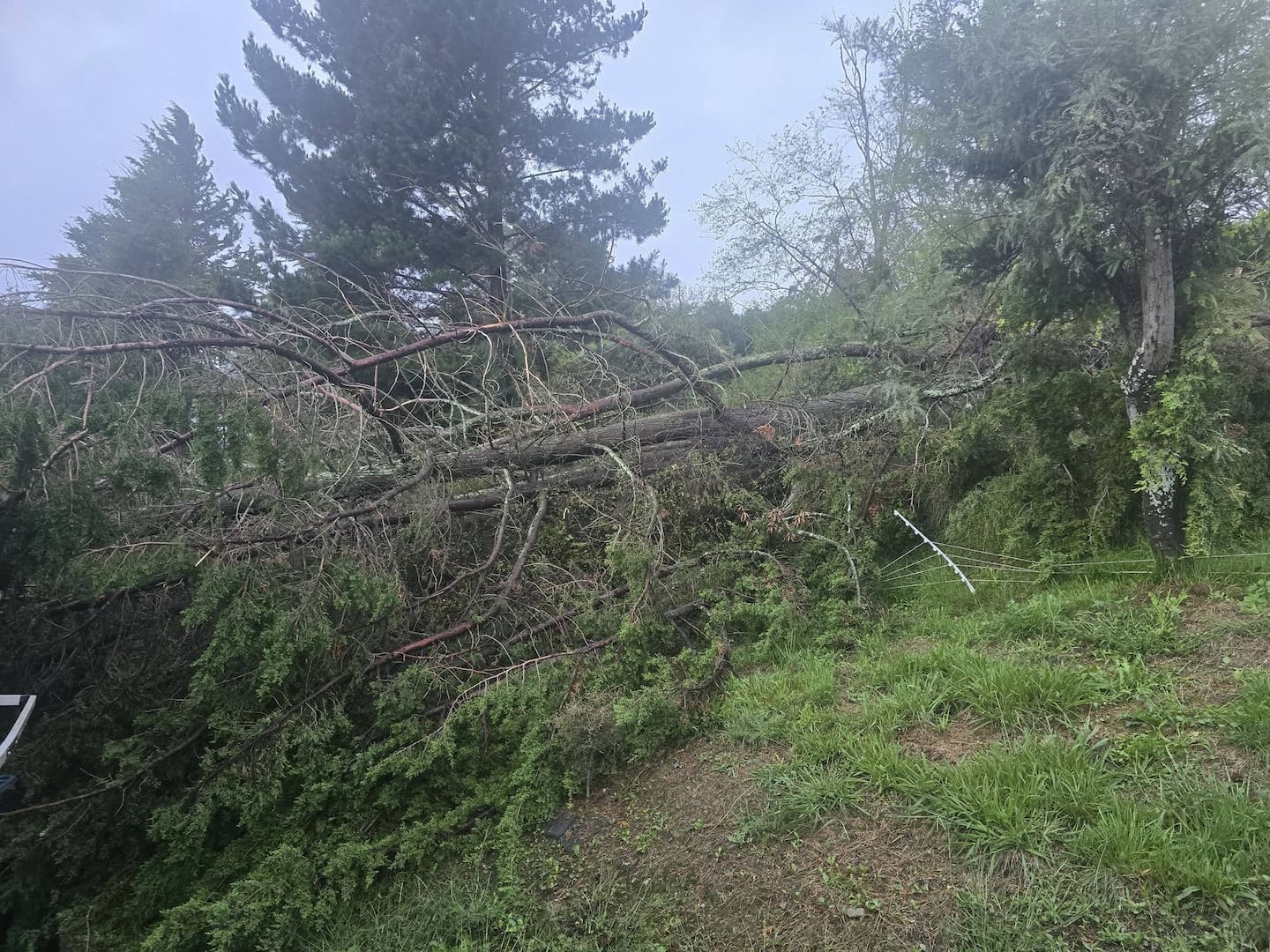 The large tree which fell next to the family home. Photo / Brent Wigzell