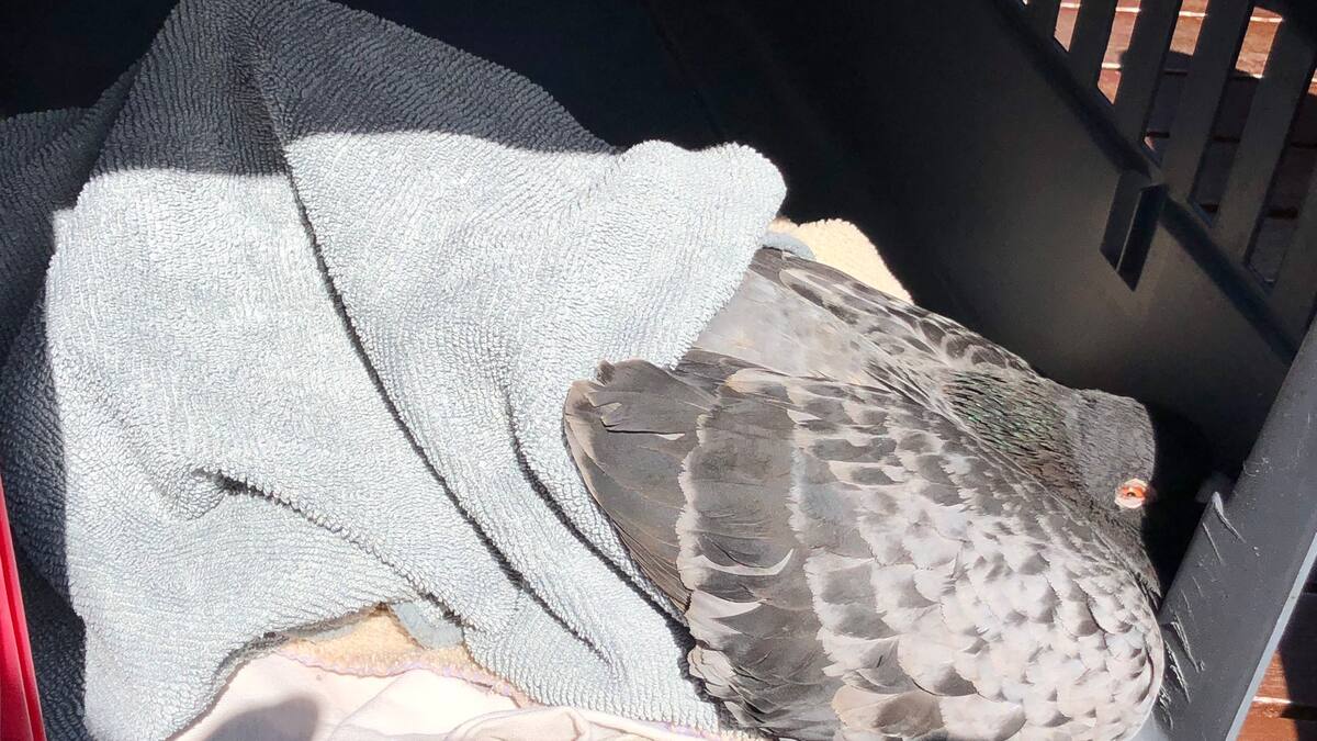 Dozens of dead and dying pigeons shock Onehunga residents - NZ Herald