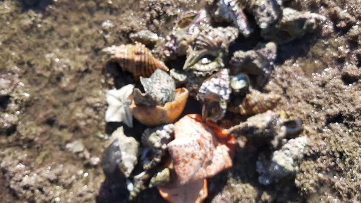 Auckland iwi Ngāti Manuhiri considers closure along Whangaparāoa coastline to halt over-harvesting
