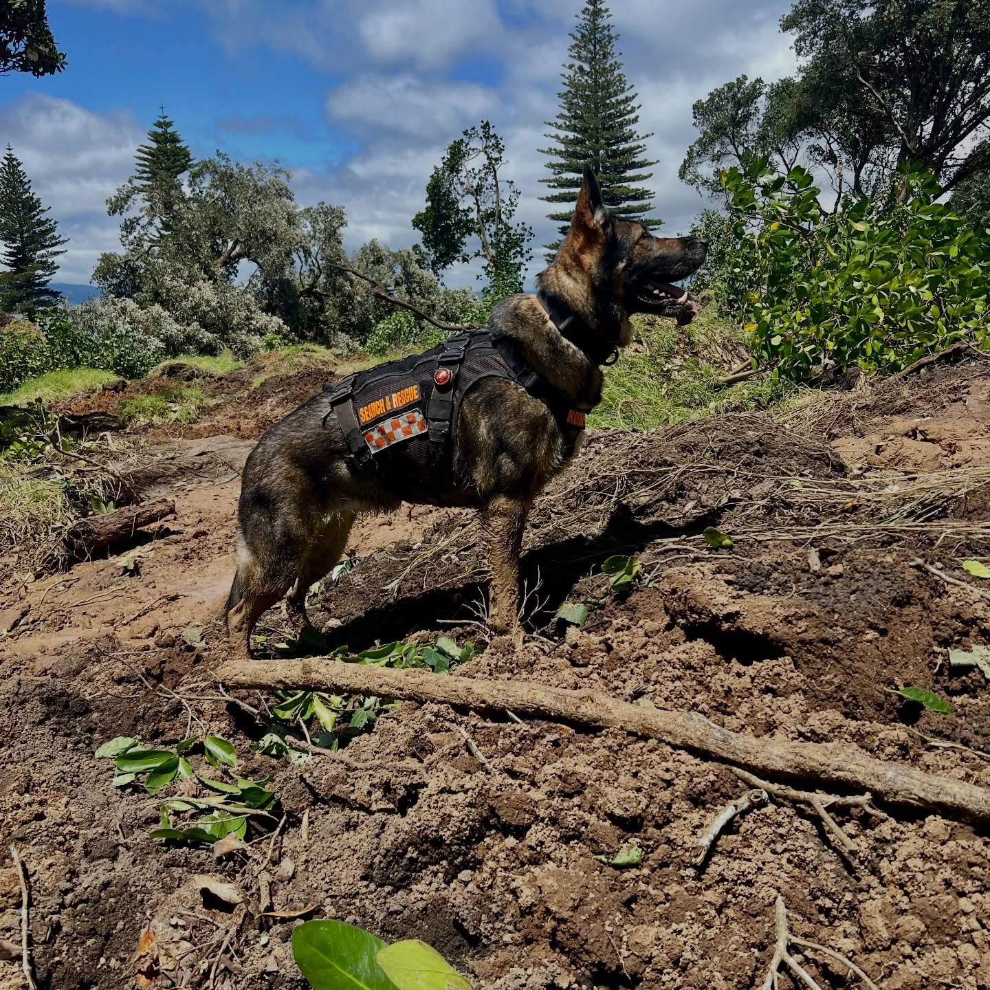 LandSAR Search and Rescue Dogs like Kora are trained to follow scents and indicate their discoveries to handlers. Photo / Facebook