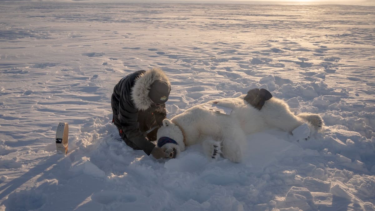 Scientists track polar bears for pollutants amid Arctic warming