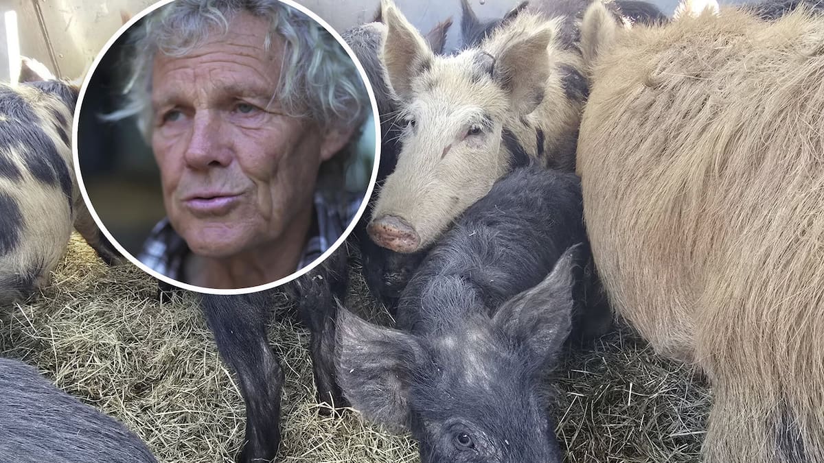 Accused murderer Stuart Edmondson’s 50 pigs and three dogs saved by animal welfare group Accused murderer Stuart Edmondson’s 50 pigs and three dogs saved by animal welfare group