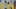AUCKLAND, NEW ZEALAND - MARCH 14: Manu Championships 2026. New Zealand Herald photograph by Annaleise Shortland, 14th March, 2026