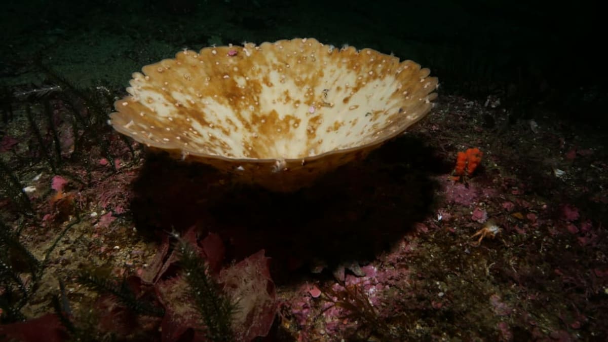 Mass bleaching of NZ marine sponges largest ever recorded globally Mass bleaching of NZ marine sponges largest ever recorded globally
