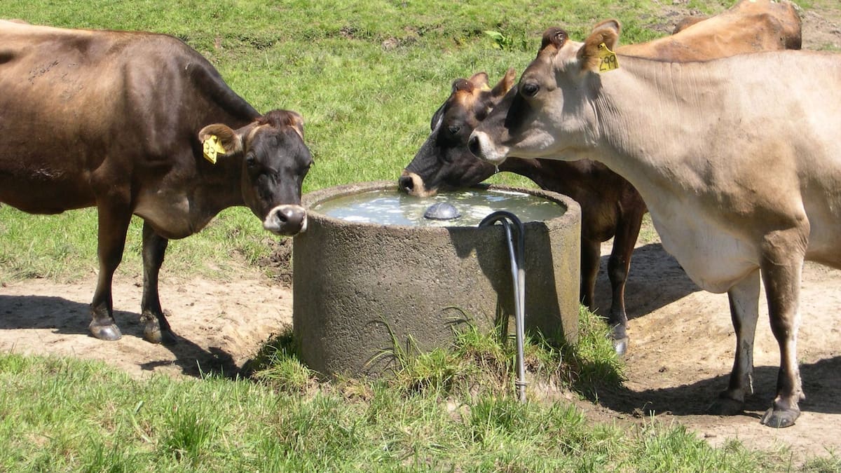 Dairy farm receivership: Bank owed .5m, court rules on lease liability Dairy farm receivership: Bank owed .5m, court rules on lease liability