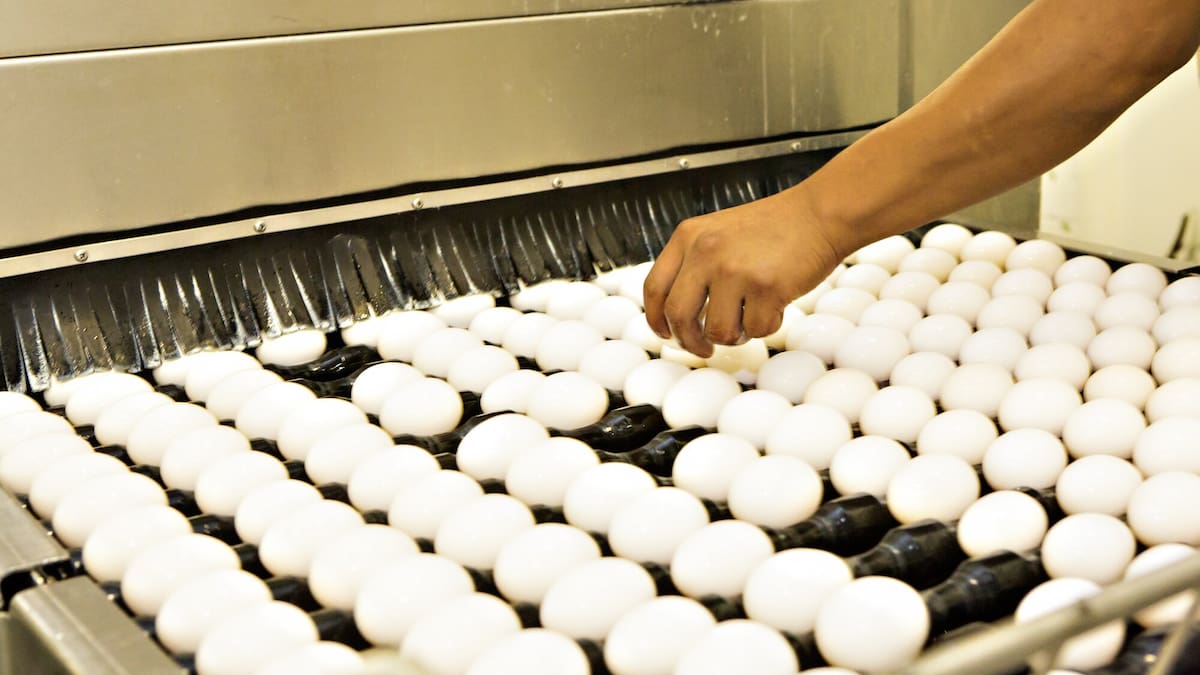 Avian flu has hit US egg farmers hard Avian flu has hit US egg farmers hard