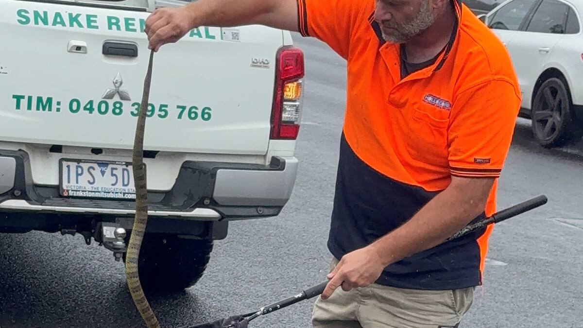 ‘Slithering up her leg’: Melbourne woman’s encounter with deadly tiger snake while driving ‘Slithering up her leg’: Melbourne woman’s encounter with deadly tiger snake while driving