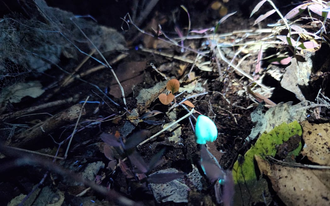 Bioluminescent fungi on the nighttime bush walk in the Mokorua Scenic Reserve. Photo / Sally Round, RNZ
