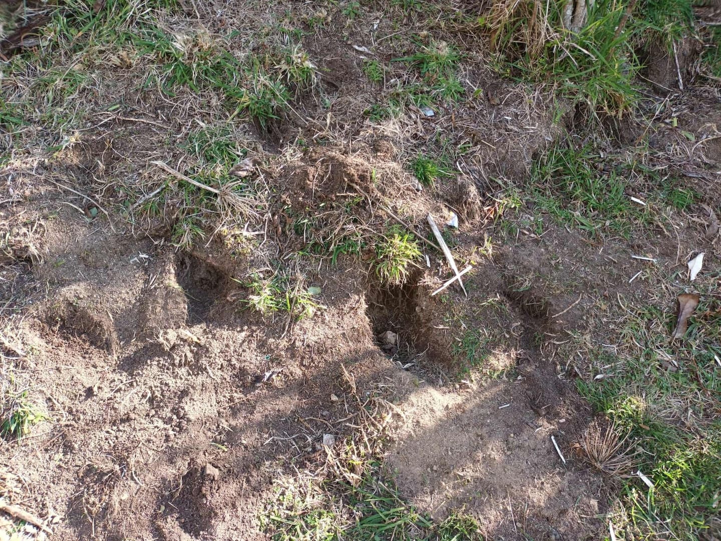 Rabbit damage at an Okere Falls property. Photo / Mathew Nash