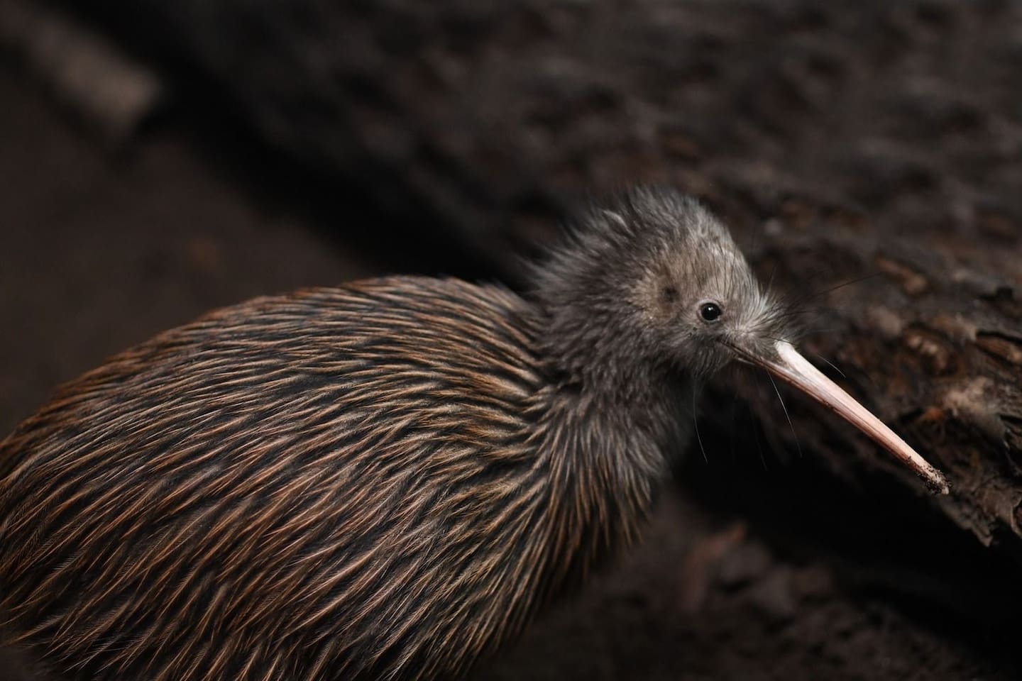 A North Island brown kiwi. Photo / 123rf