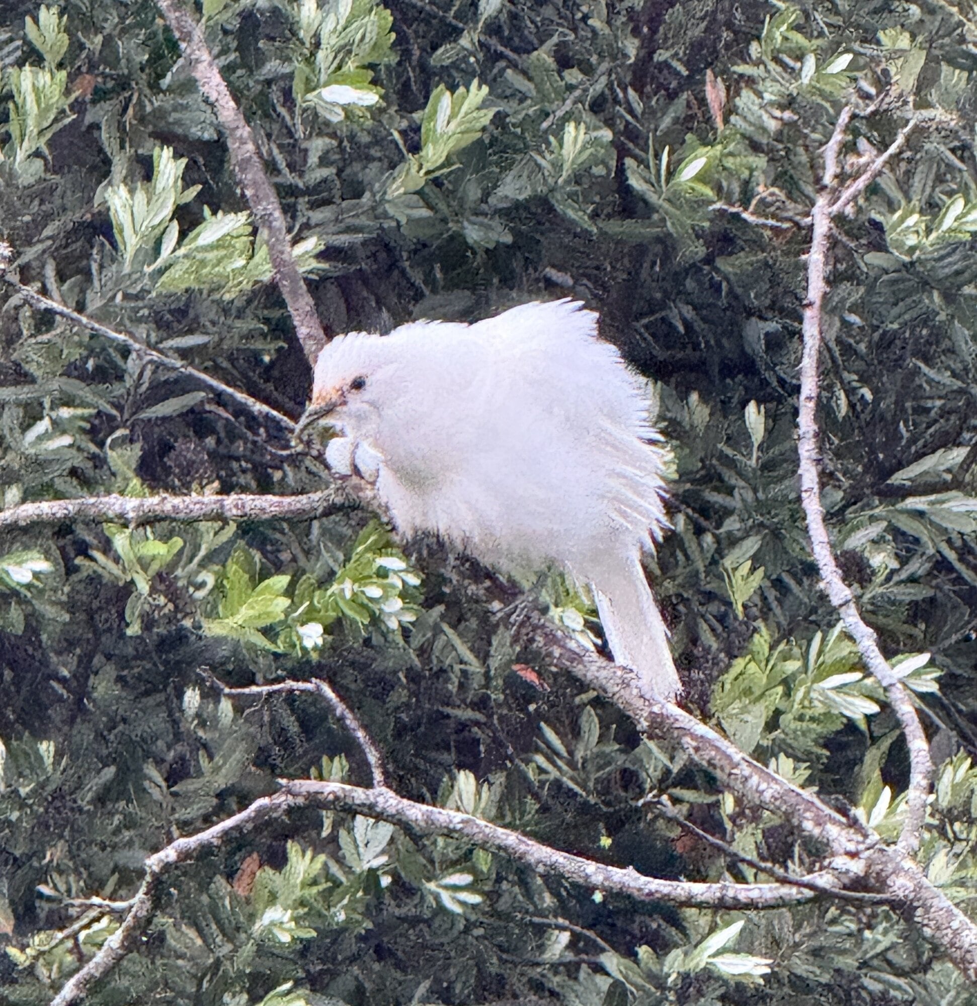 This rarely-sighted white tui has made Nathan Pye's Bay of Plenty garden its home recently. Photo / Nathan Pye