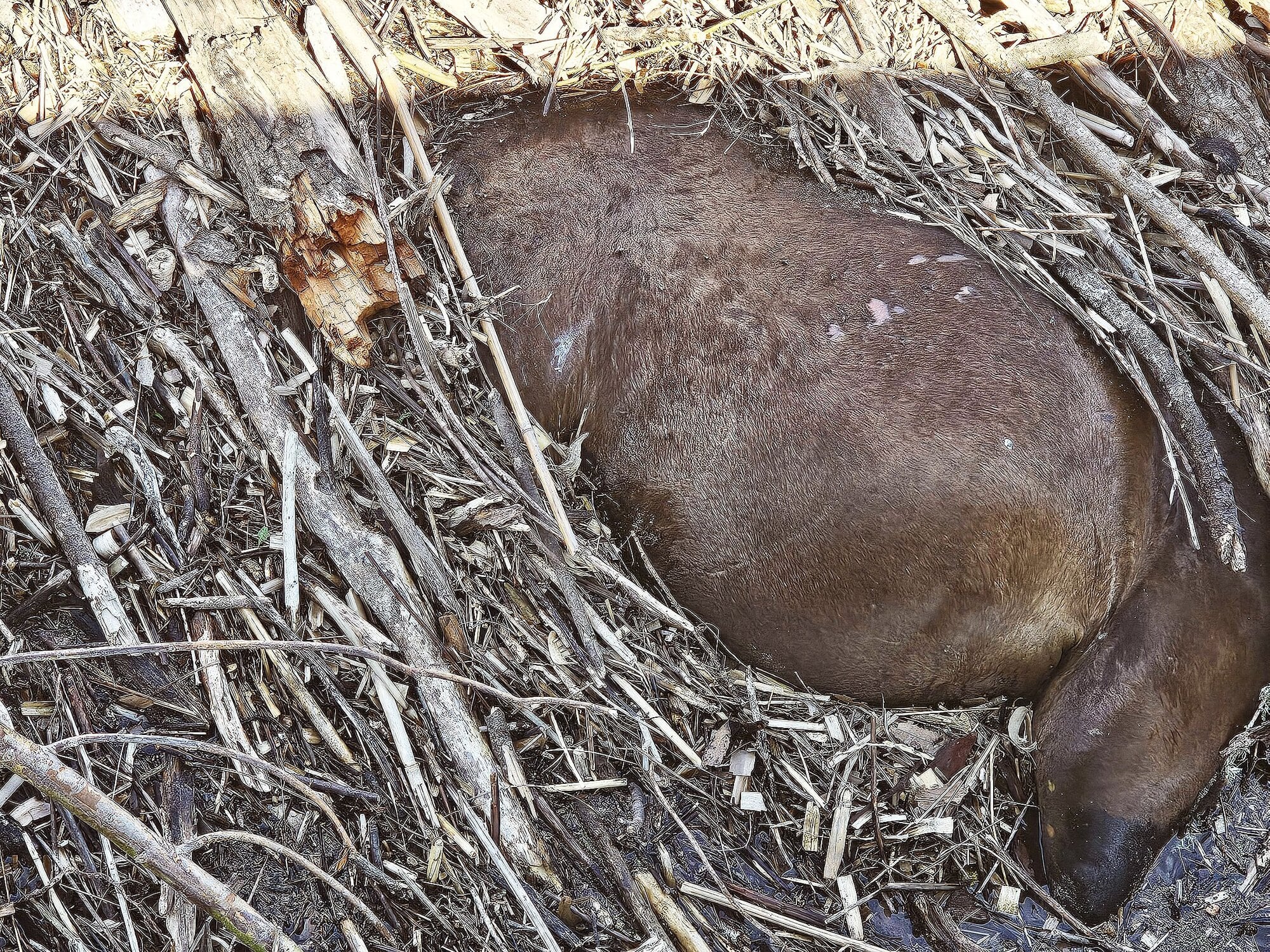  A dead, bay-coloured horse floating amid the debris caught on one of the bridge’s piers can be seen and smelt from the bridge footpath. Photo / Diane McCarthy