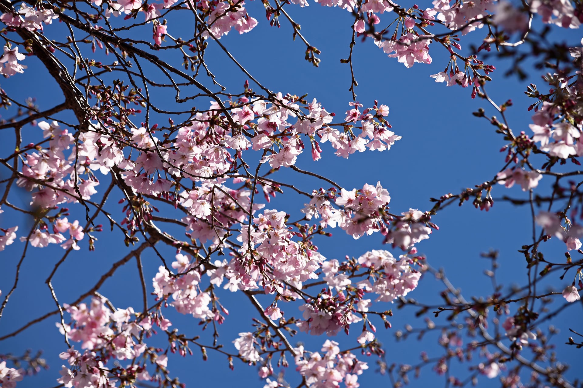 Cherry blossoms blooming in Greerton Village. Photo / George Novak