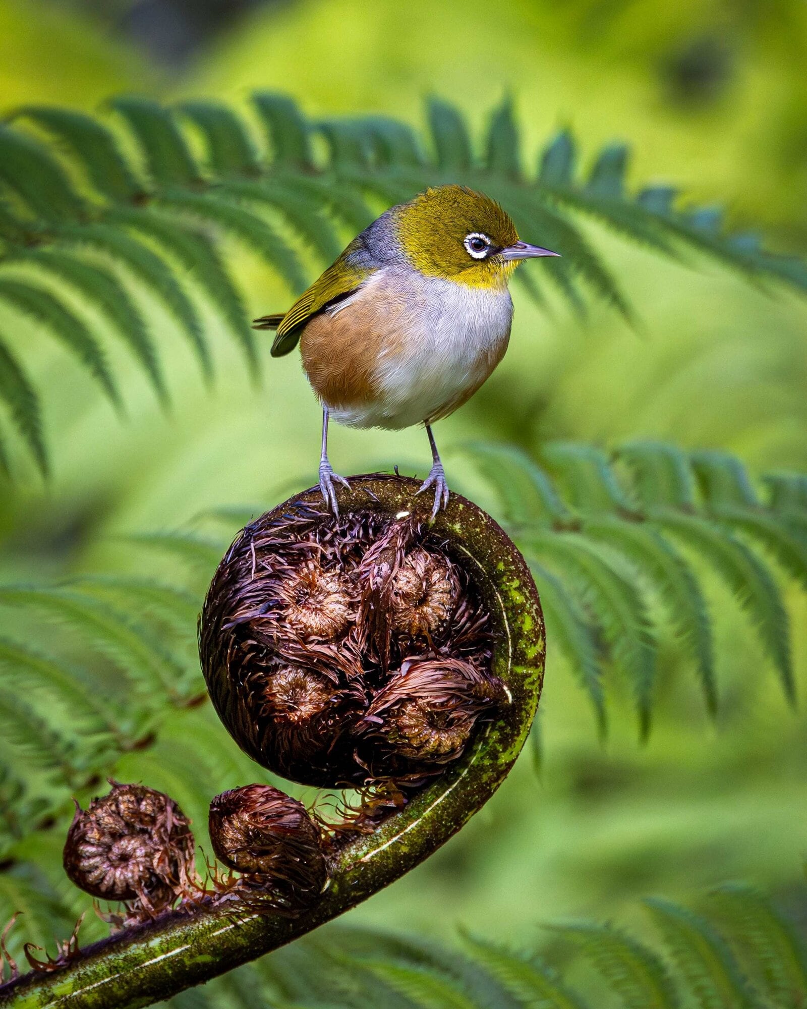  Silvereye. Photo / Graham Murphy / Supplied