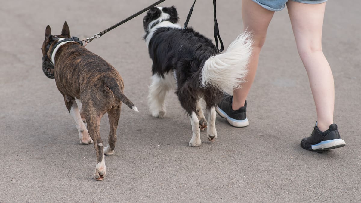 ‘Absolutely gutted’: Dog lovers protest against leash changes ‘Absolutely gutted’: Dog lovers protest against leash changes