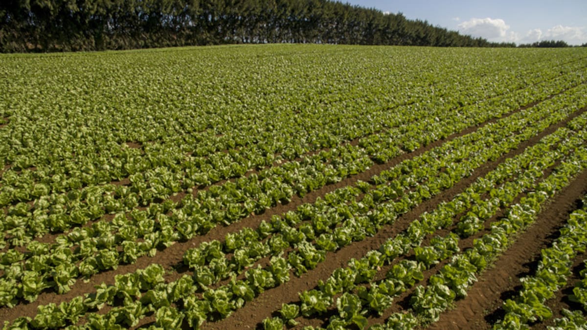 KPMG report highlights new trade priorities for agriculture KPMG report highlights new trade priorities for agriculture