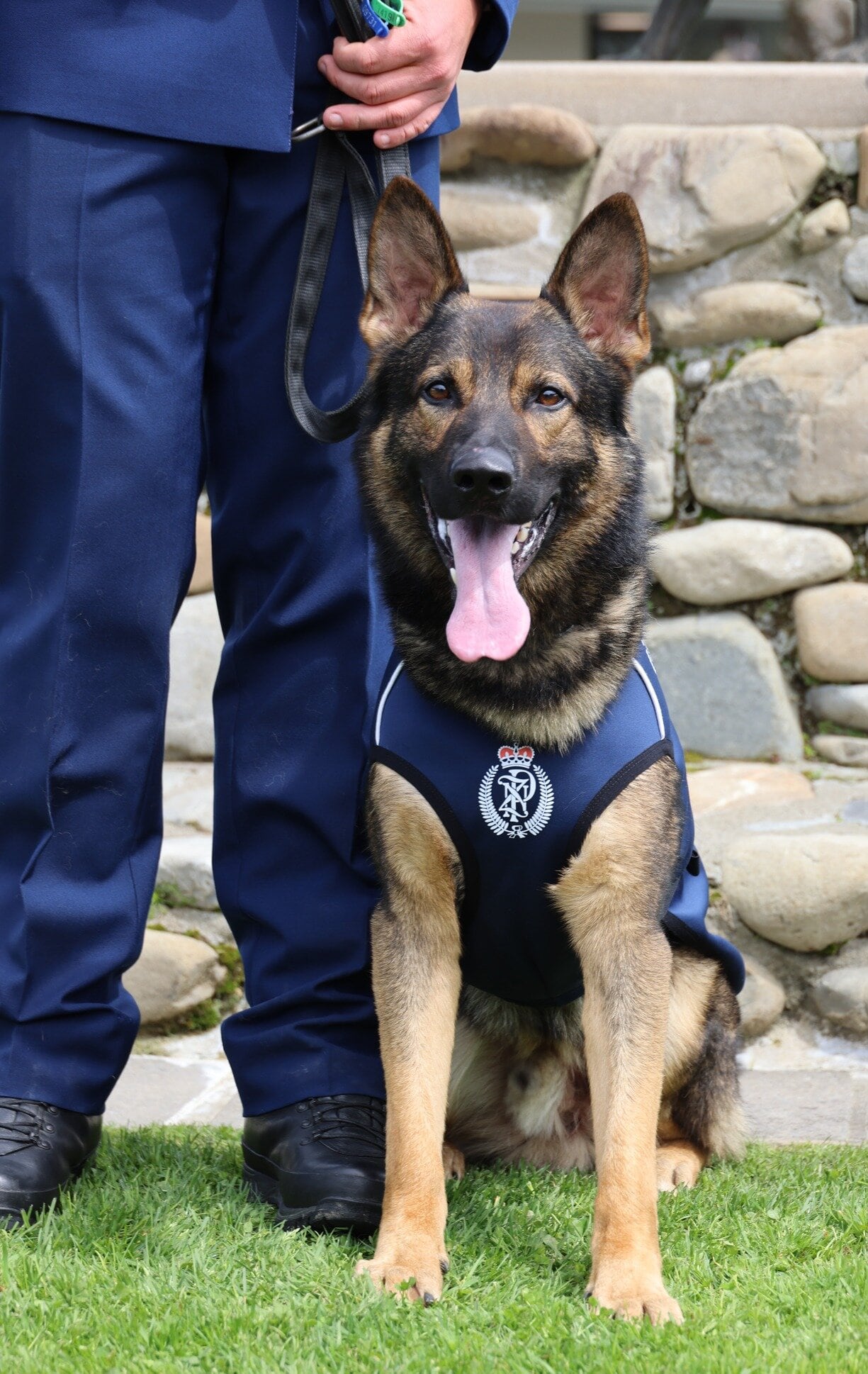 New graduate police dog Banksy. Photo / Supplied
