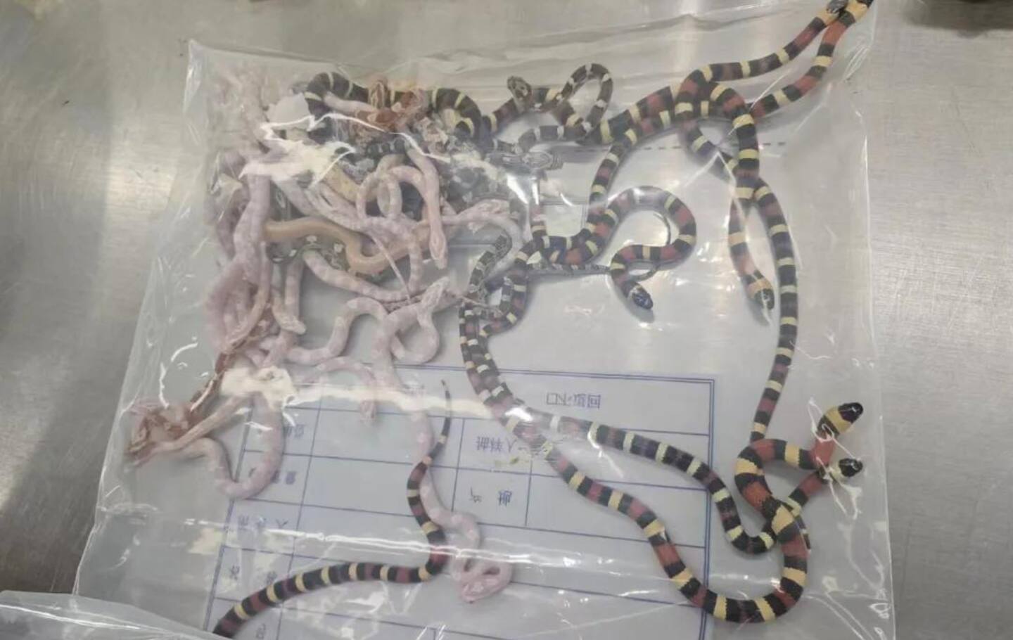 The man could be fined up to $11,500 for attempting to smuggle the snakes, which are frequently found in the exotic pet trade in China. Photo / China Customs